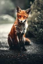 The Genesis of a Fox